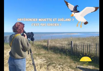 Ornitho'rapido_Saint-Pierre-d'Oléron
