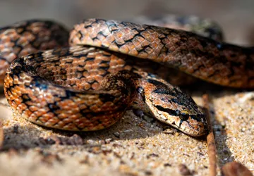 Ciné échange "Des serpents dans nos têtes"