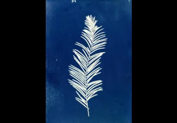 Atelier Cyanotype_Saint-Denis-d'Oléron