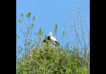 Parcours Legendr nature_Saint-Sornin